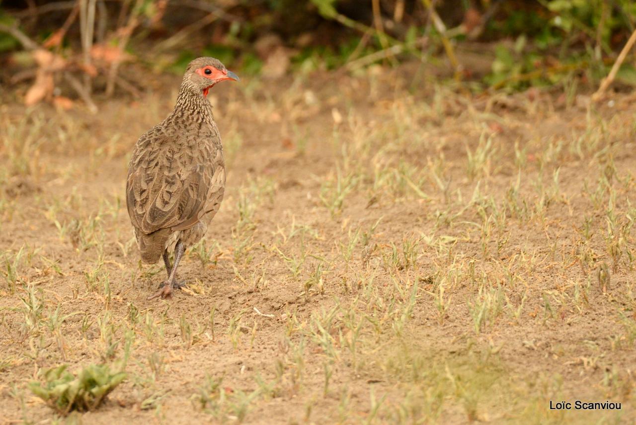 Francolin à gorge rouge/Red-necked Spurfowl (1)