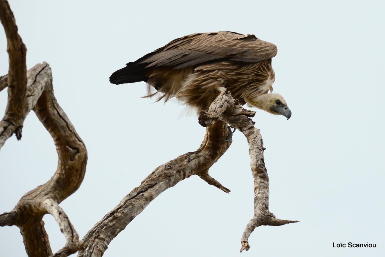 Vautour africain/White-backed Vulture (1)