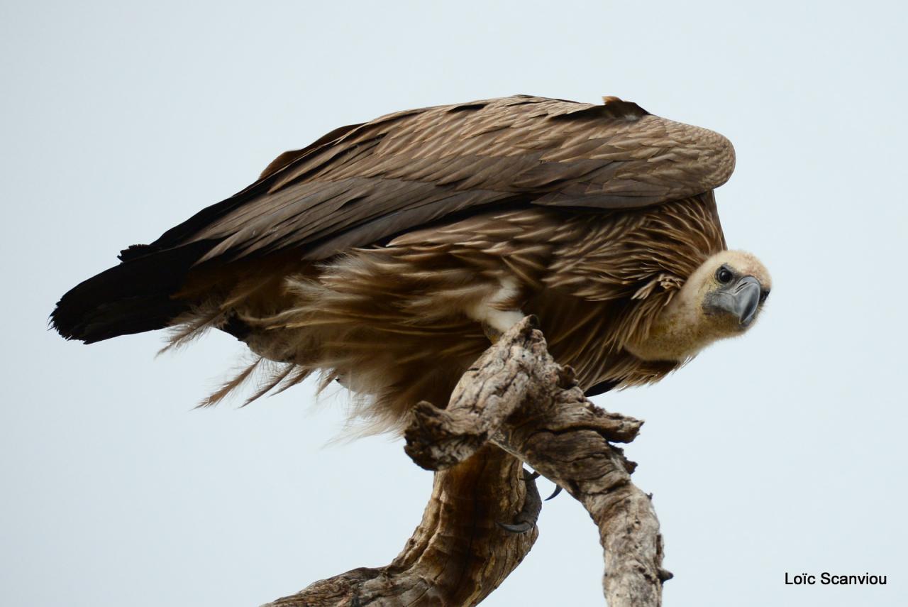 Vautour africain/White-backed Vulture (2)