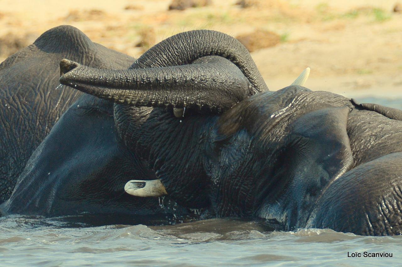 Eléphant (20)
