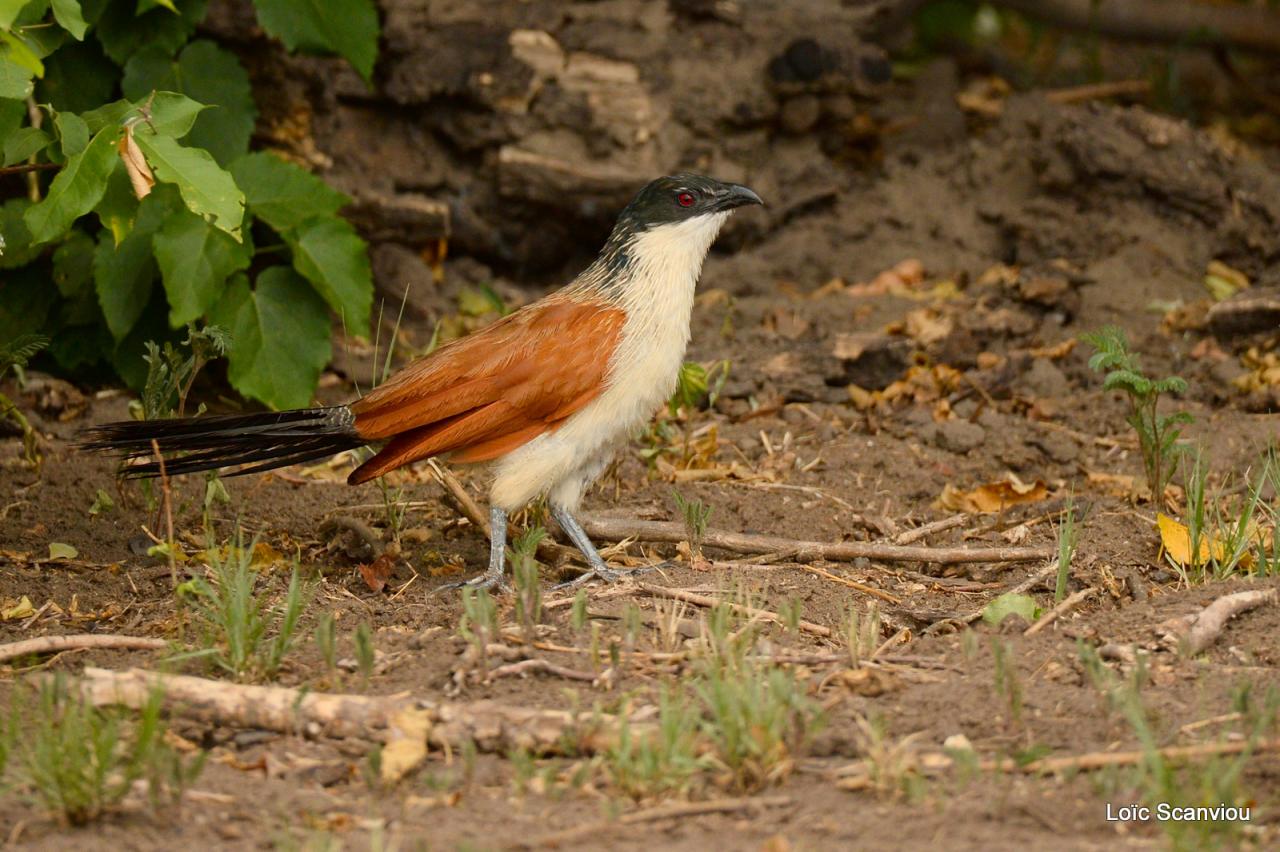 Coucal de Burchell/Burchell's Coucal (1)