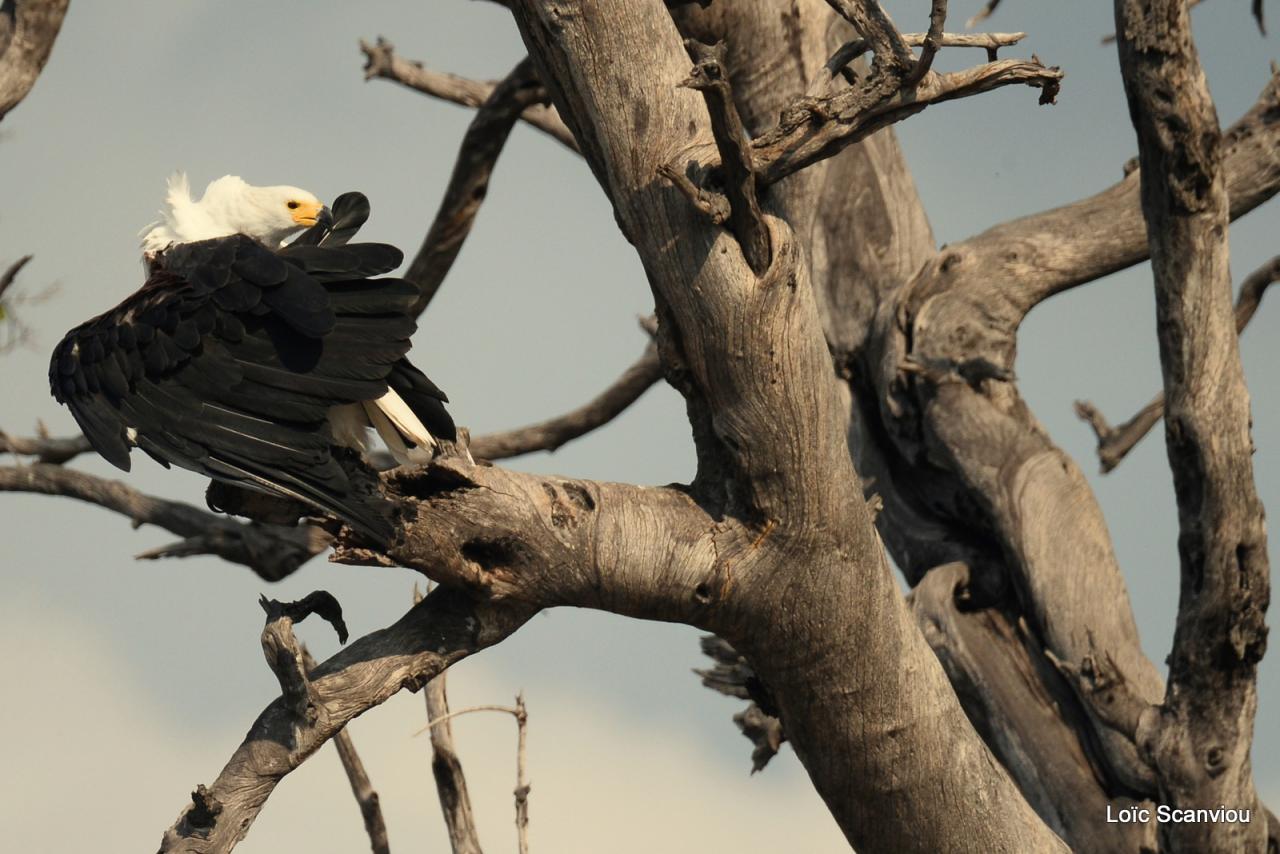 Aigle vocifère/African Fish Eagle (3)