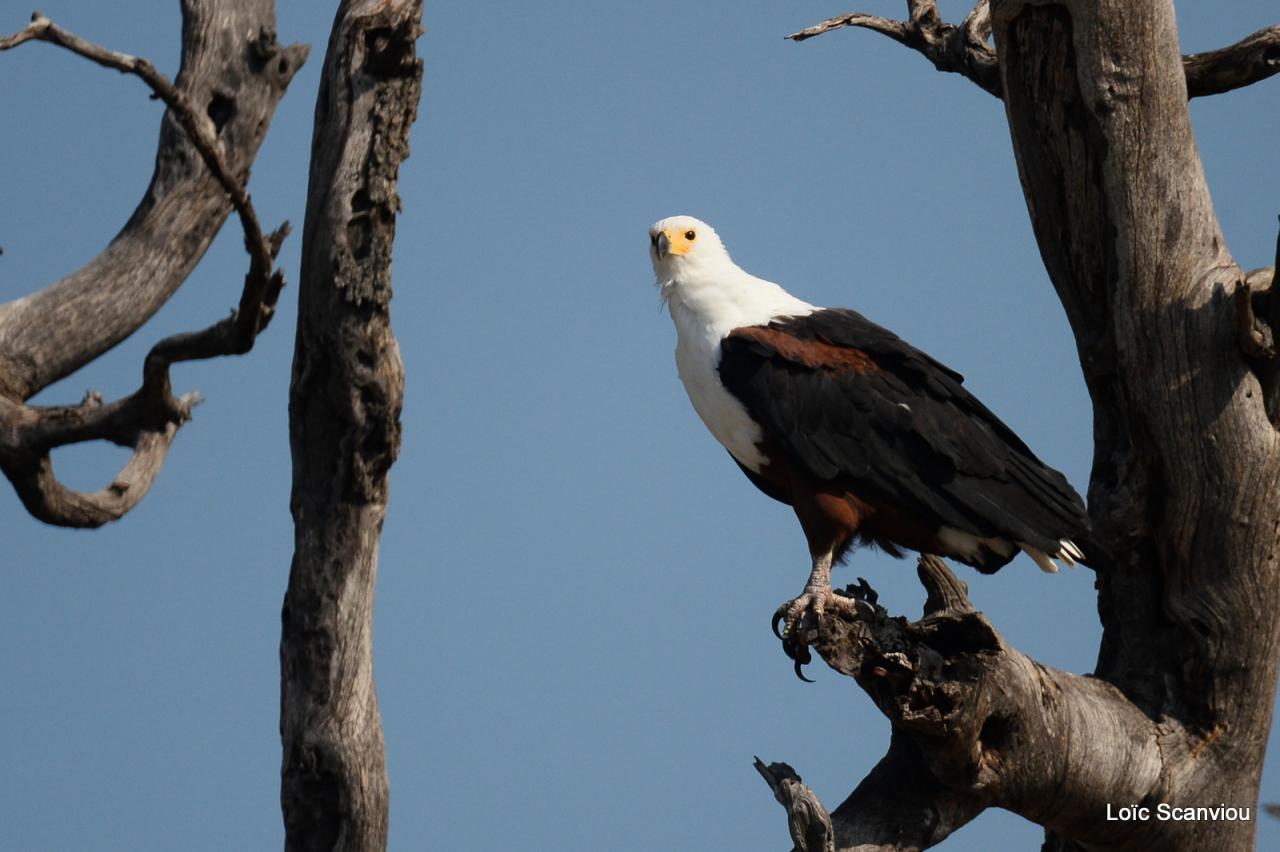 Aigle vocifère/African Fish Eagle (4)