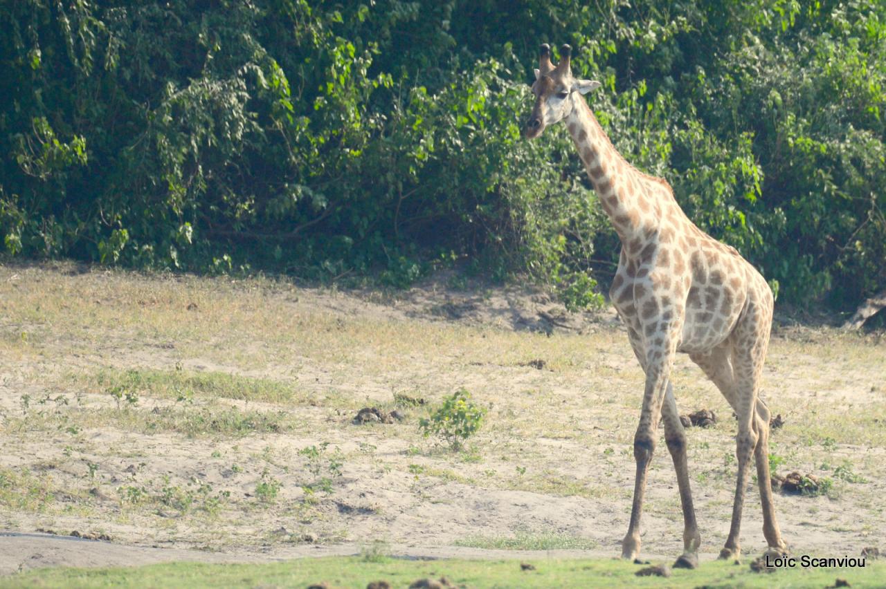 Girafe/Giraffe (2)