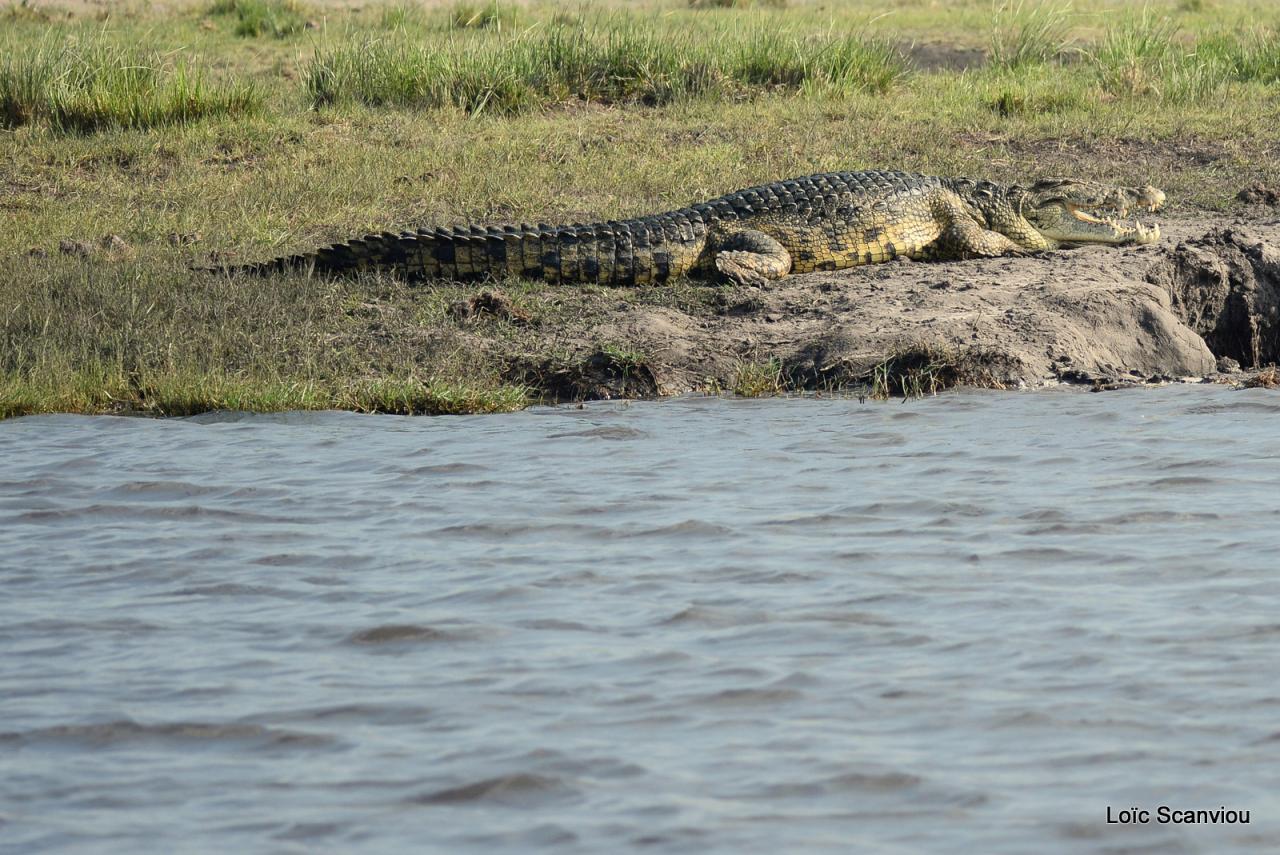 Crocodile (8)