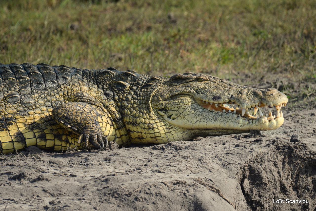 Crocodile (9)