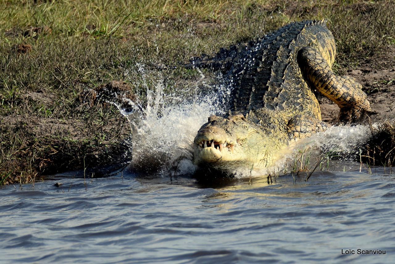 Crocodile (10)