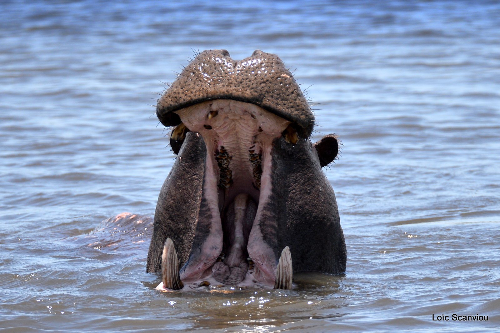 Hippopotame amphibie/Hippopotamus (1)
