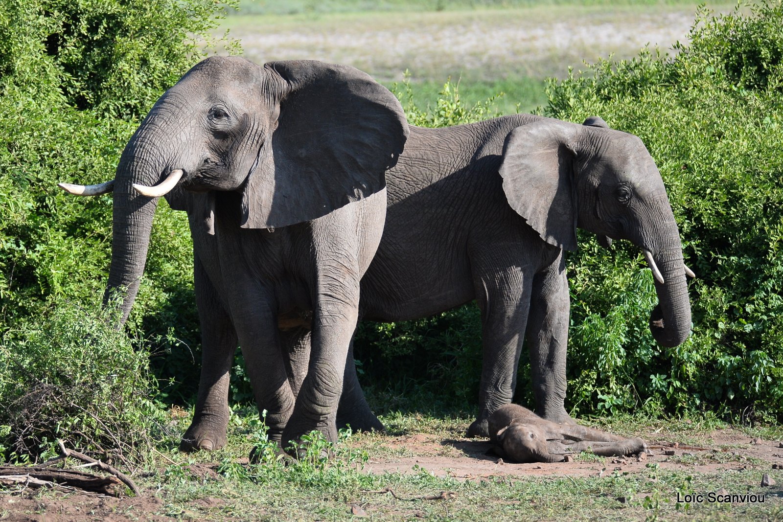 Chobe River Front 2020 (100)