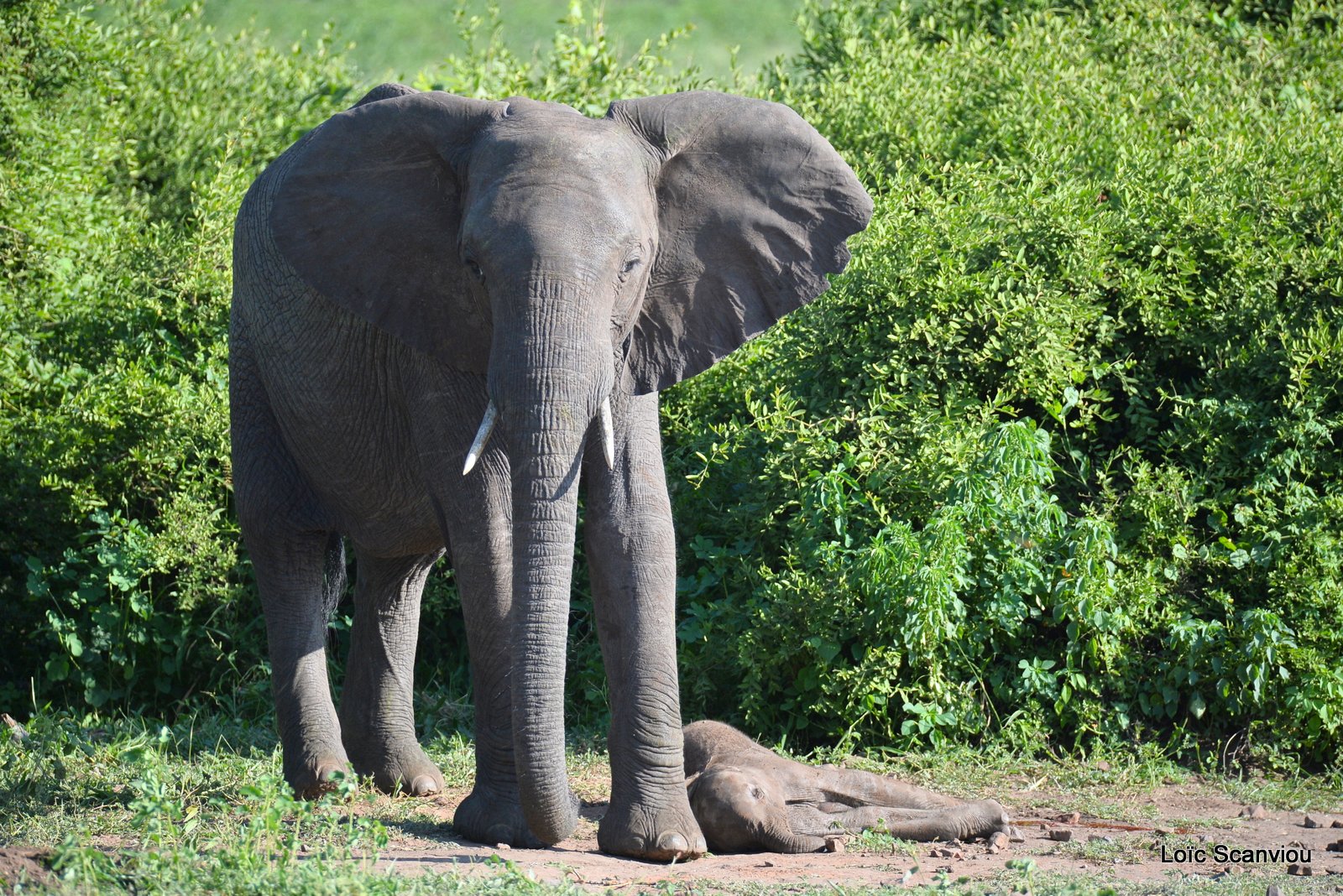 Chobe River Front 2020 (101)