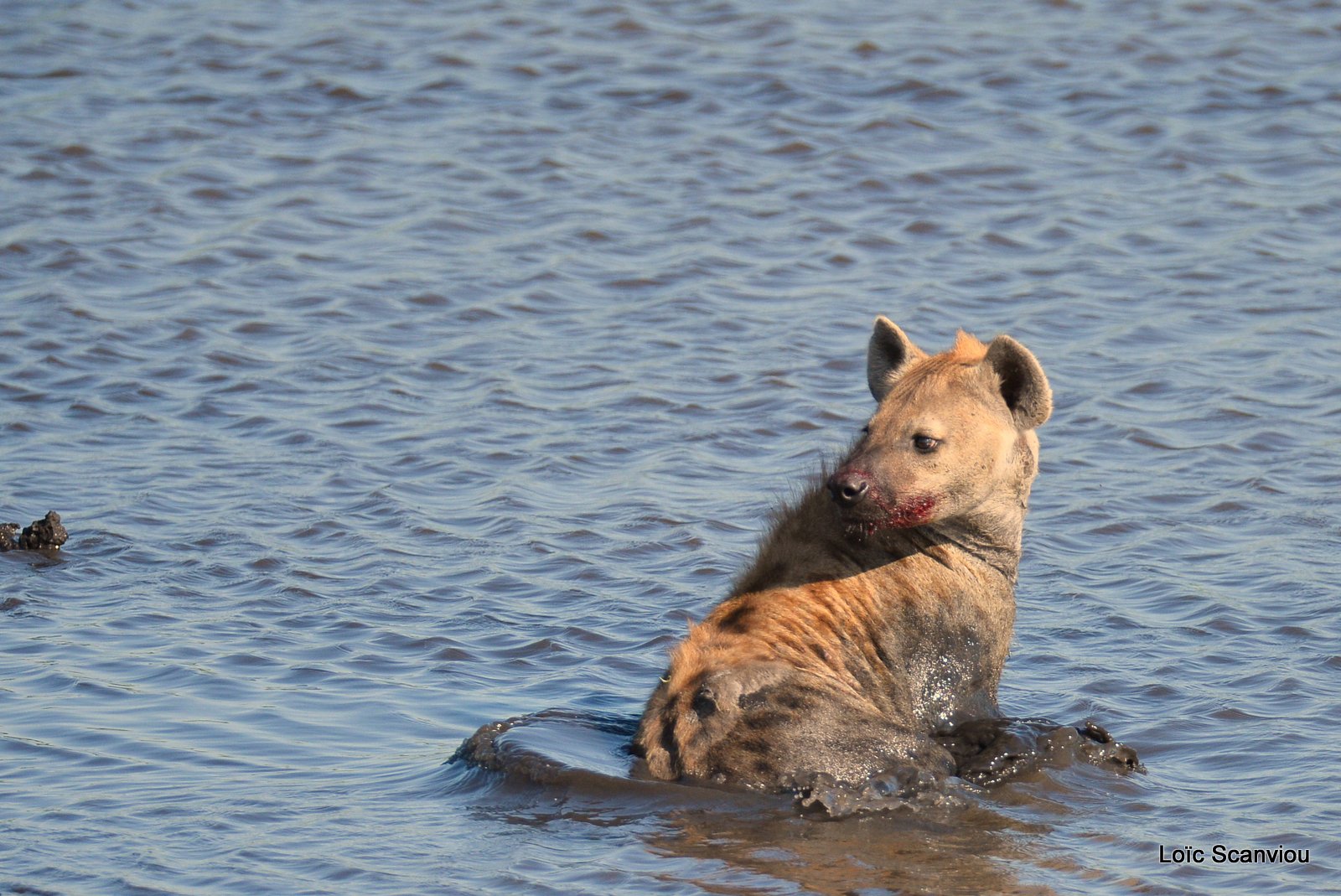 Hyène tachetée/Spotted Hyena (7)