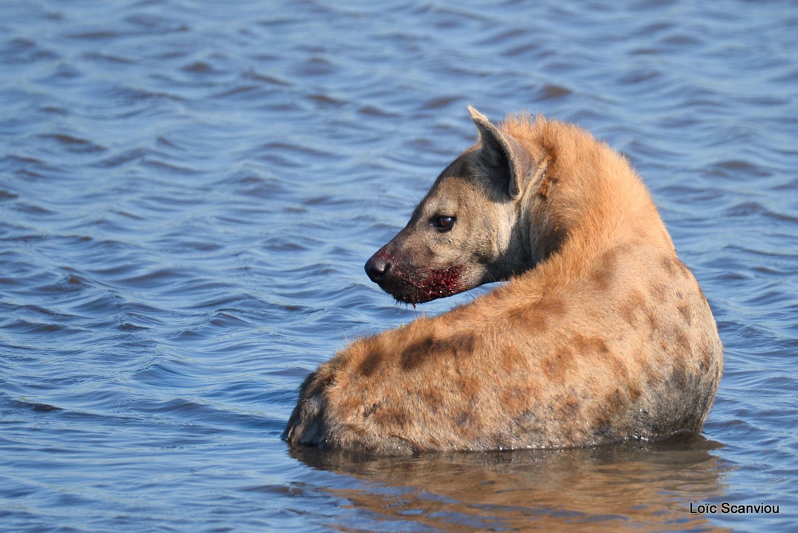 Hyène tachetée/Spotted Hyena (8)
