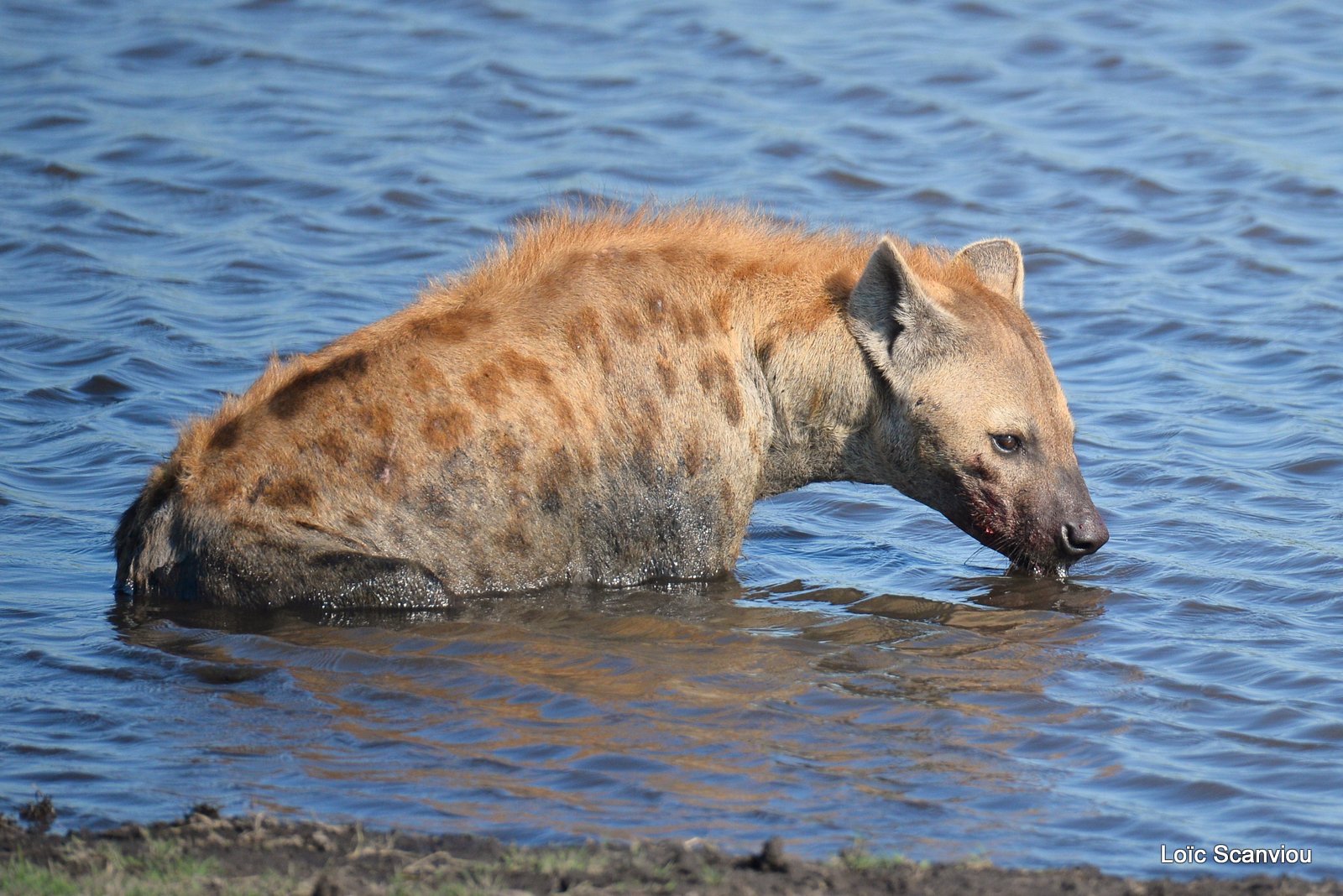 Hyène tachetée/Spotted Hyena (9)