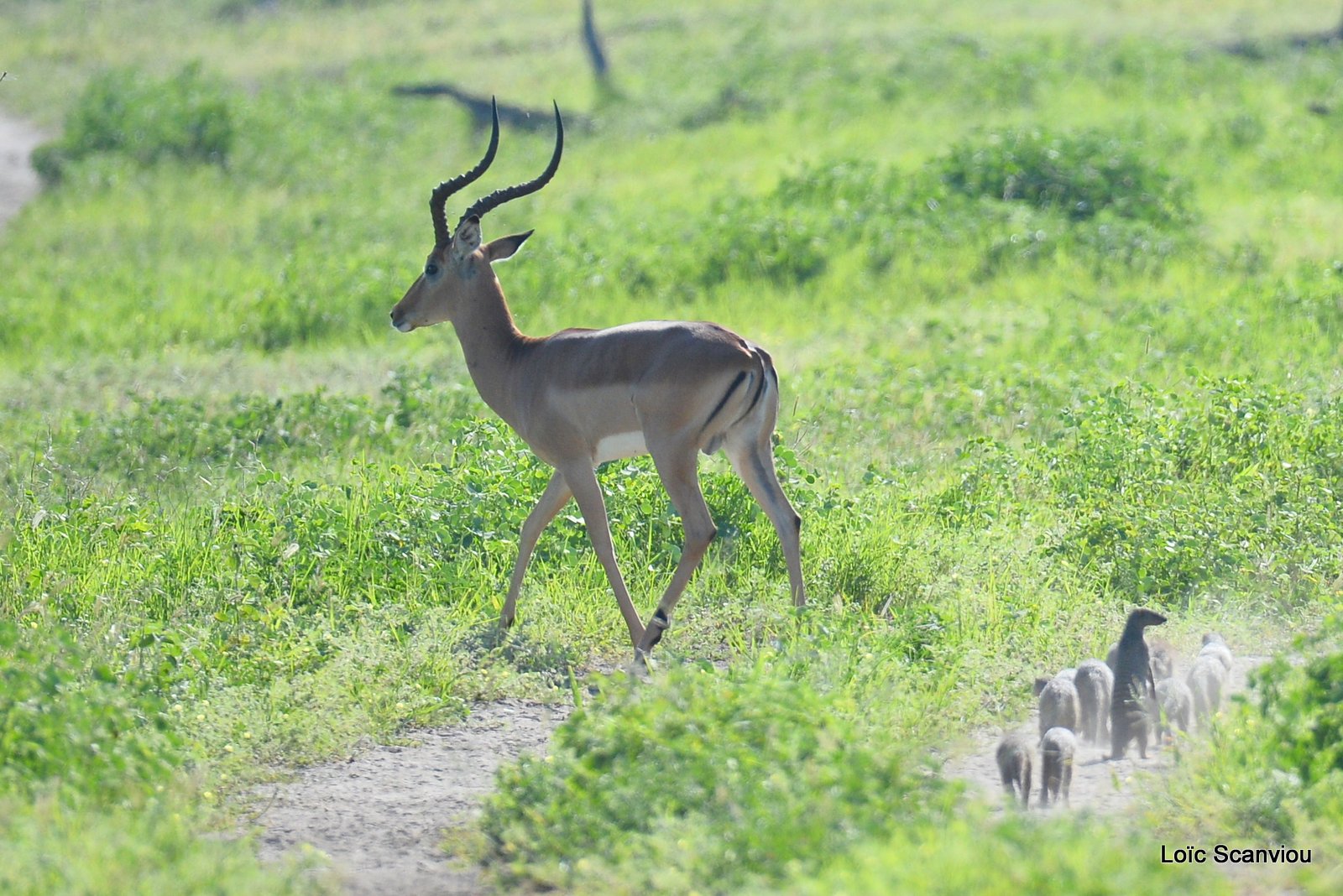 Impala (1)