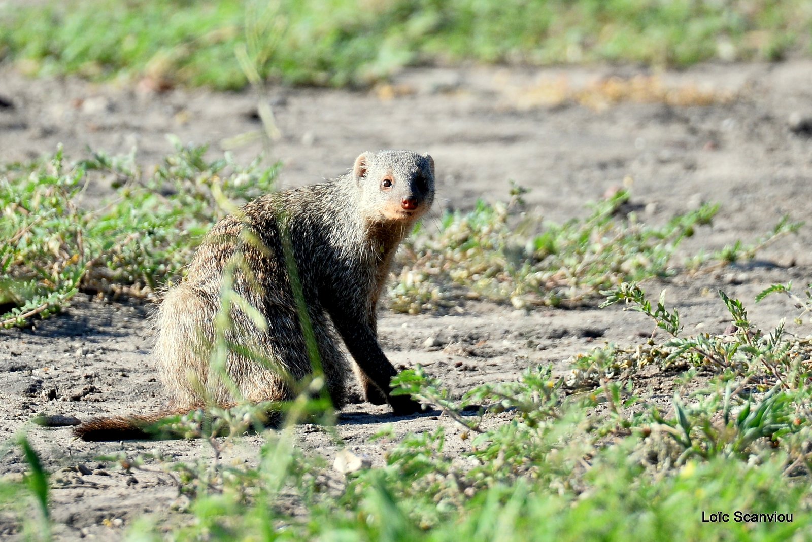 Mangouste rayée/Banded Mongoose (4)