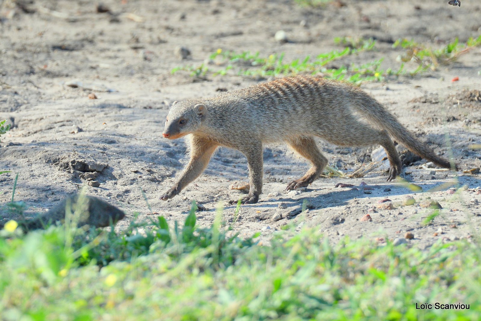 Mangouste rayée/Banded Mongoose (5)