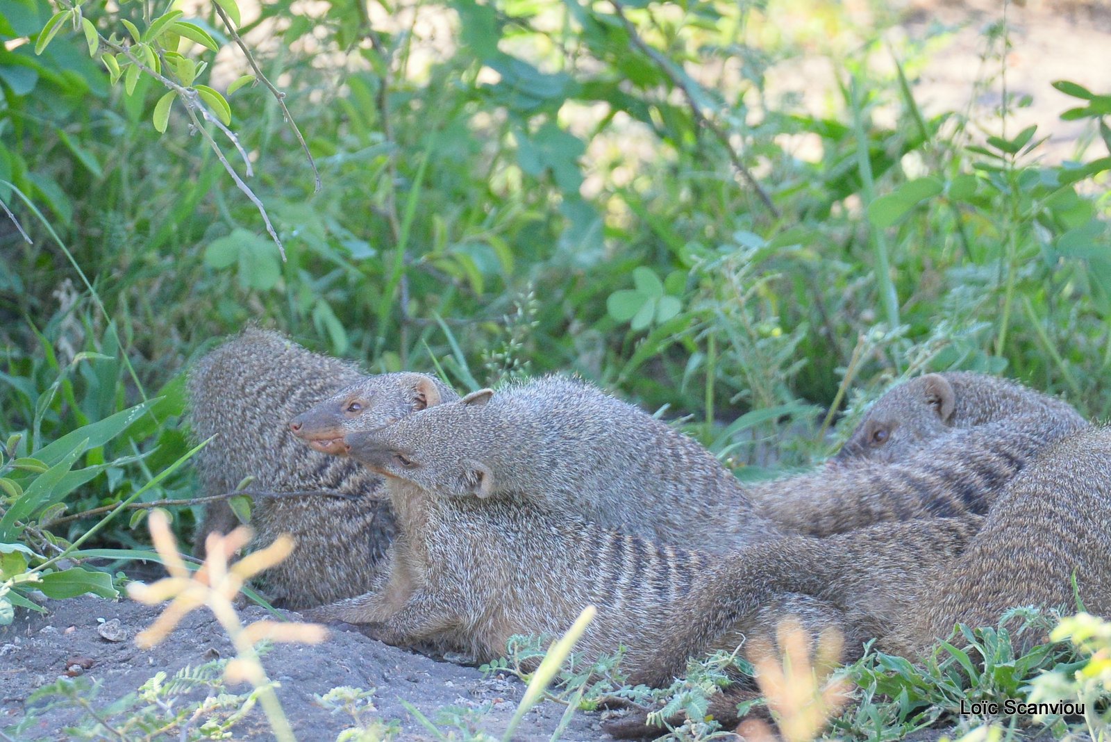 Mangouste rayée/Banded Mongoose (6)