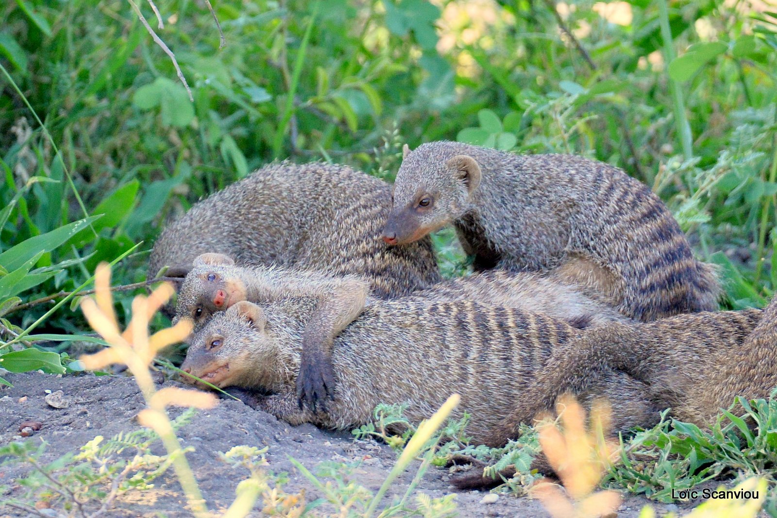Mangouste rayée/Banded Mongoose (7)