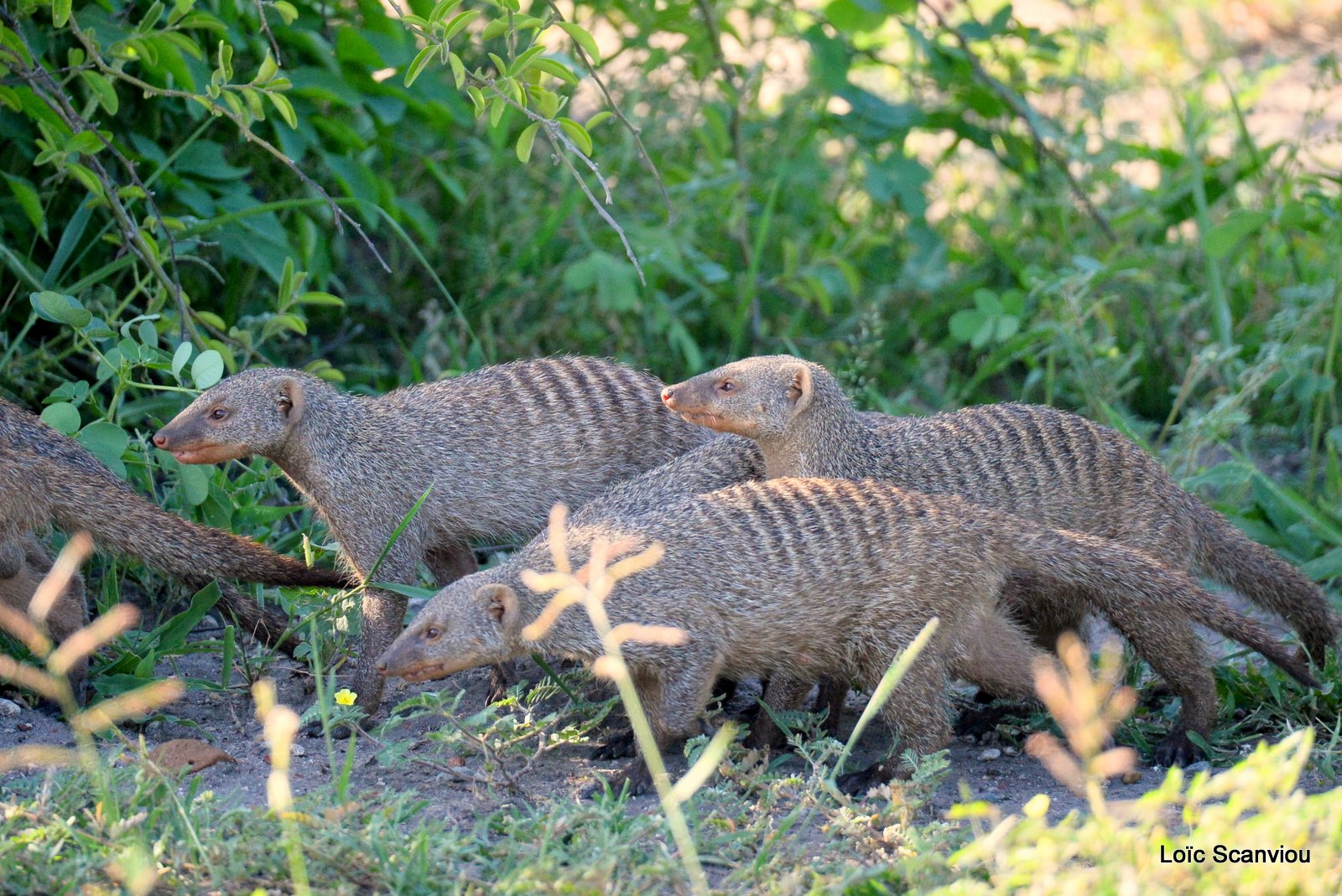 Mangouste rayée/Banded Mongoose (9)