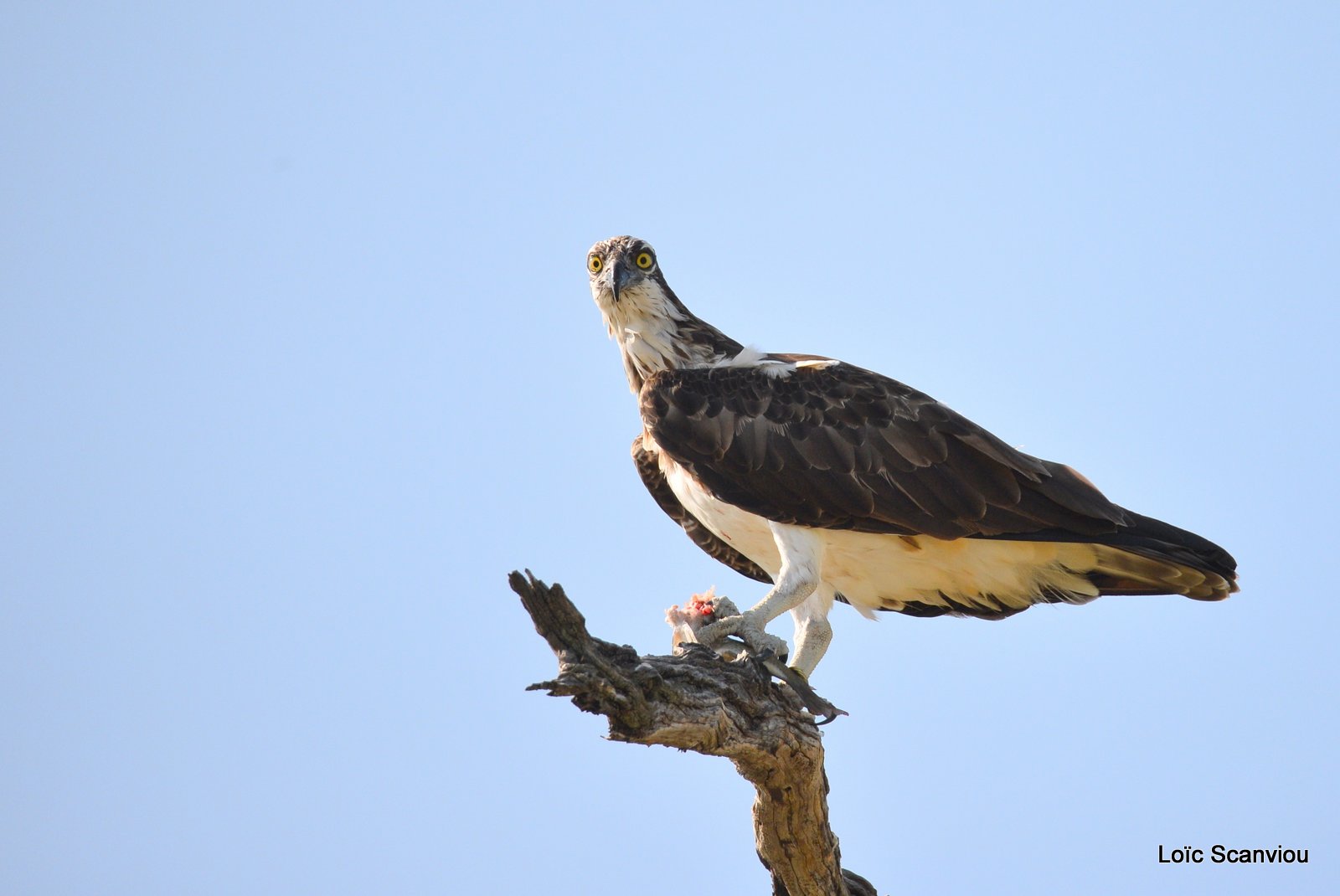 Balbuzard pêcheur/Western Osprey (1)