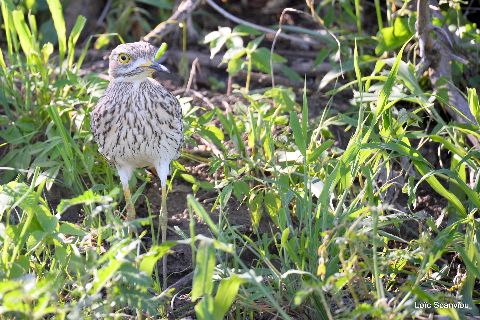 Œdicnème vermiculé/Water Thick-knee (2)