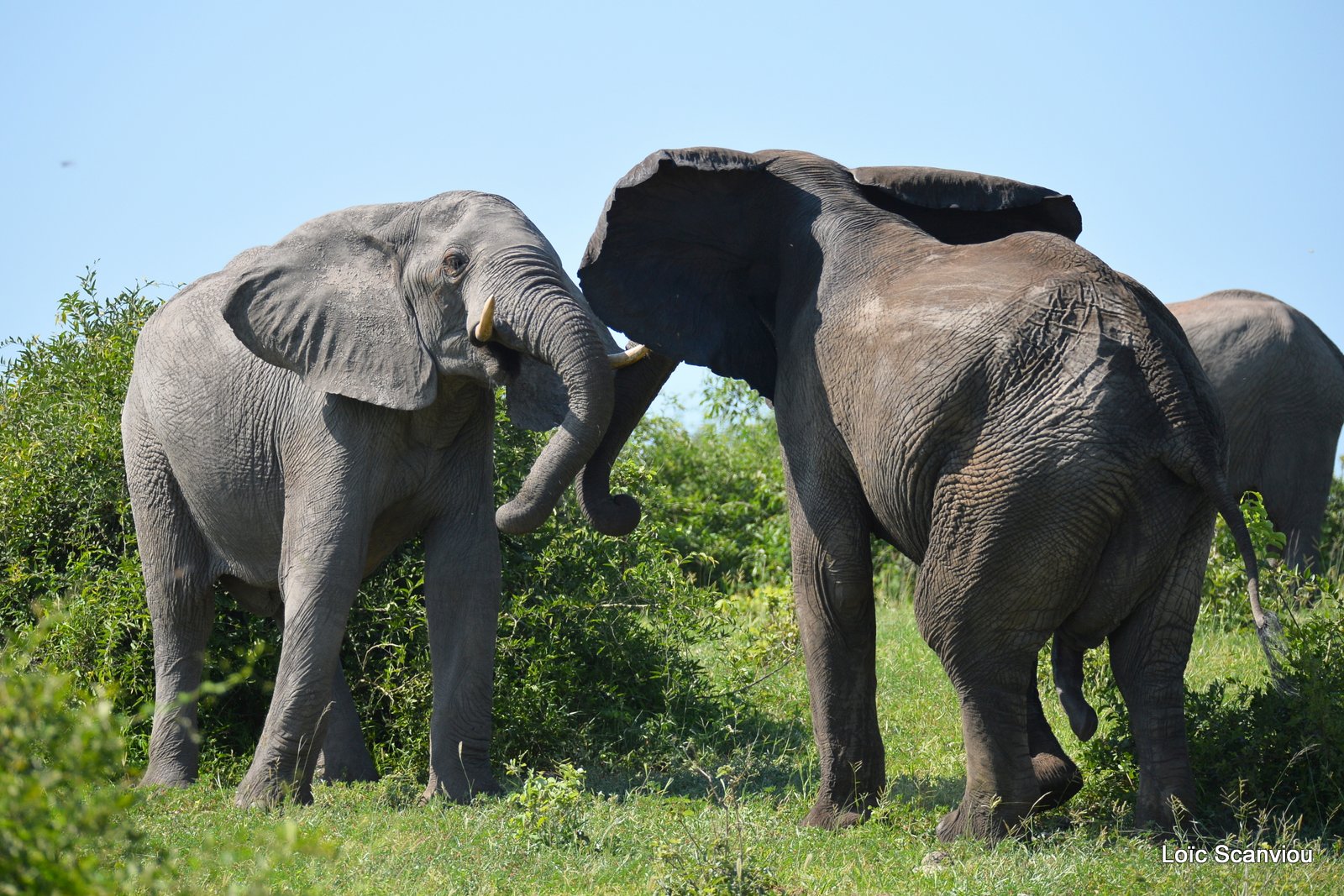 Chobe River Front 2020 (115)