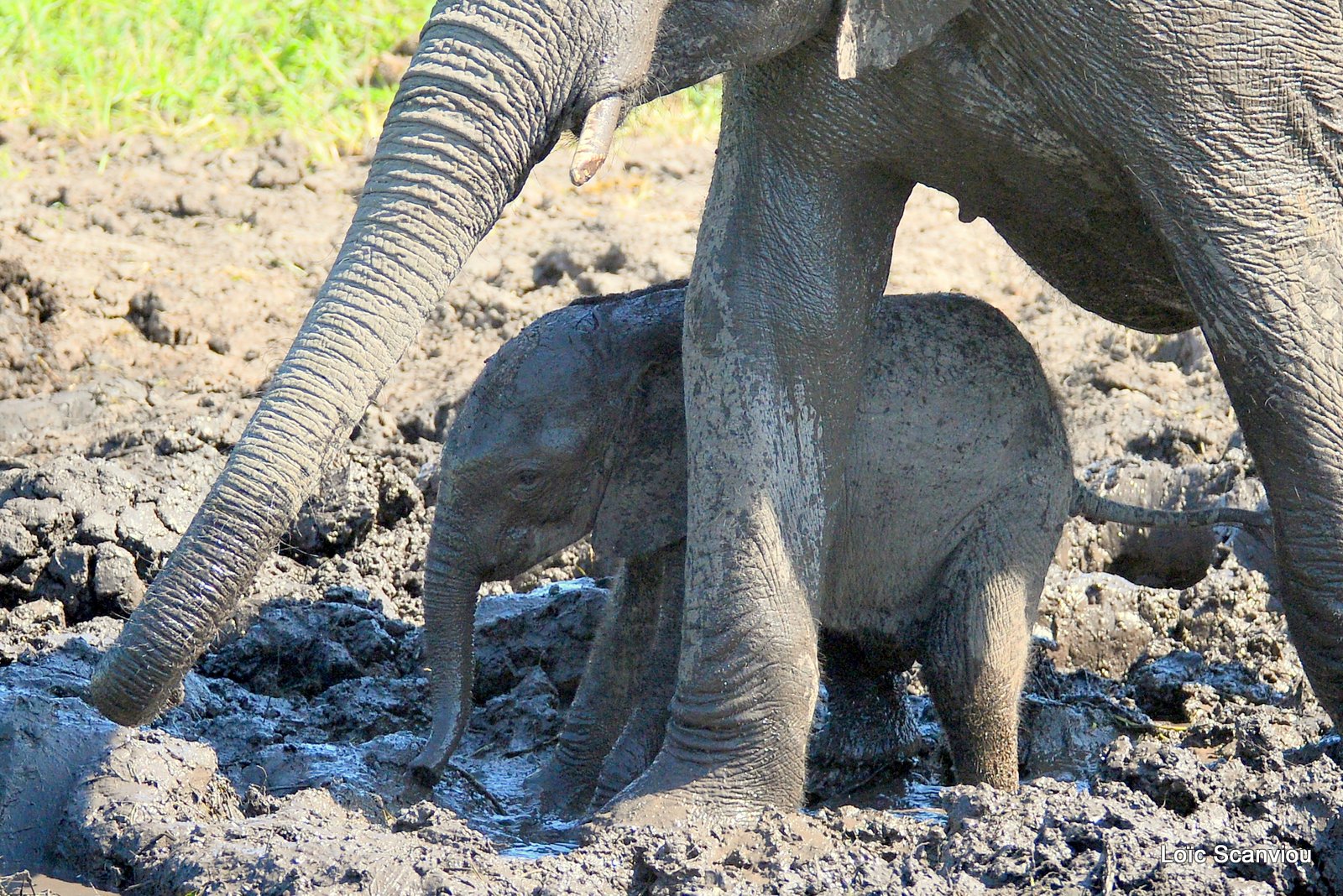 Chobe River Front 2020 (120)