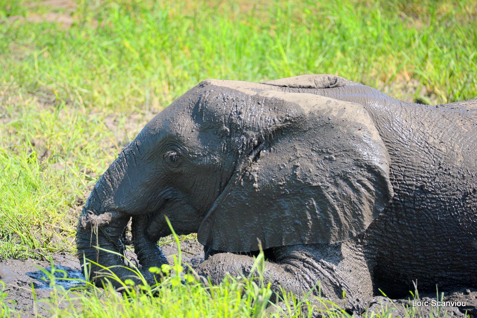 Chobe River Front 2020 (125)
