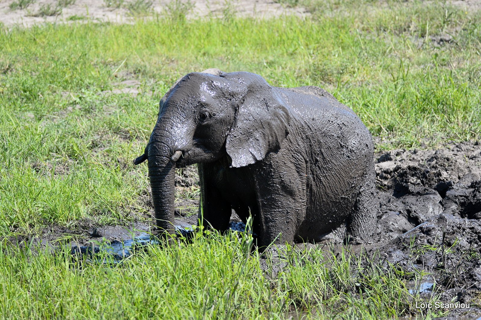 Chobe River Front 2020 (126)