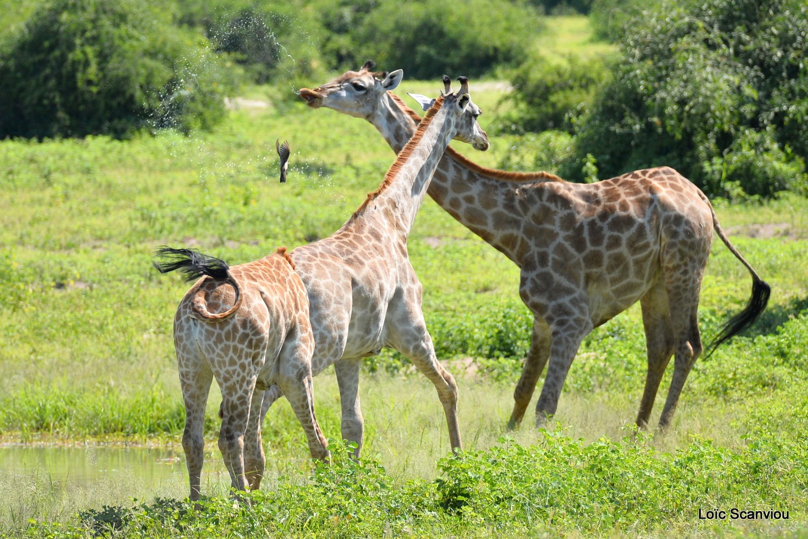 Girafe du Sud/Southern Giraffe (4)