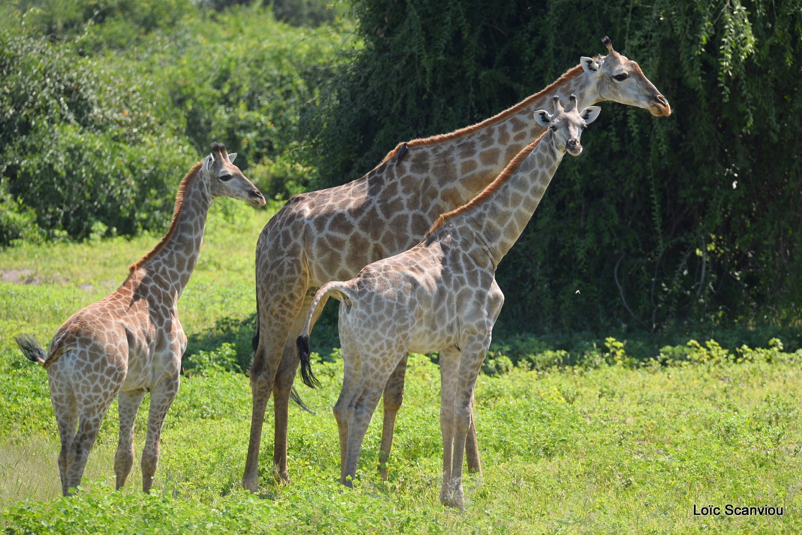 Girafe du Sud/Southern Giraffe (5)
