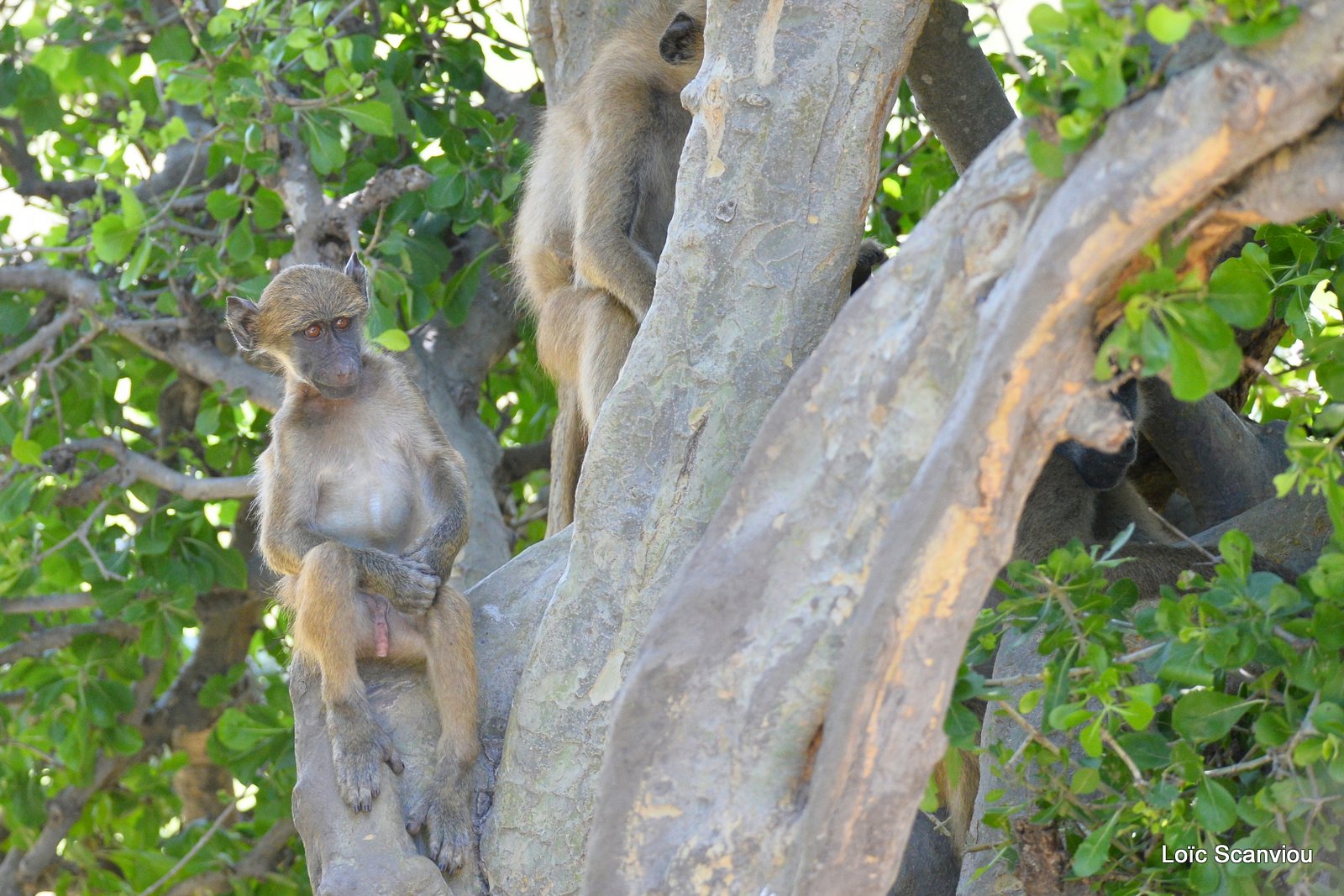 Babouin chacma/Chacma Baboon (5)