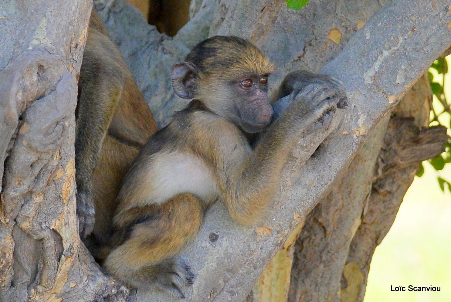Babouin chacma/Chacma Baboon (6)