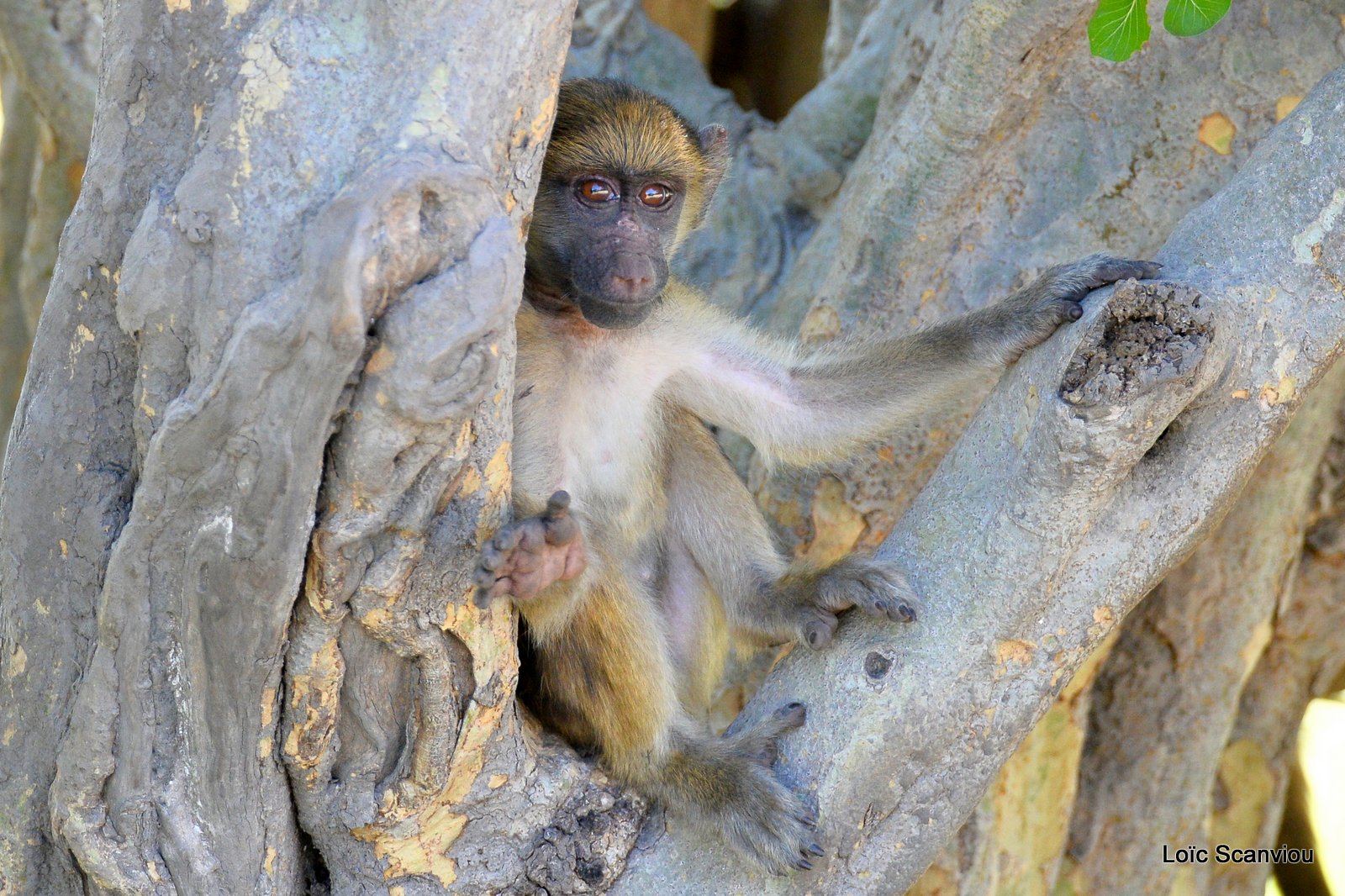 Babouin chacma/Chacma Baboon (7)