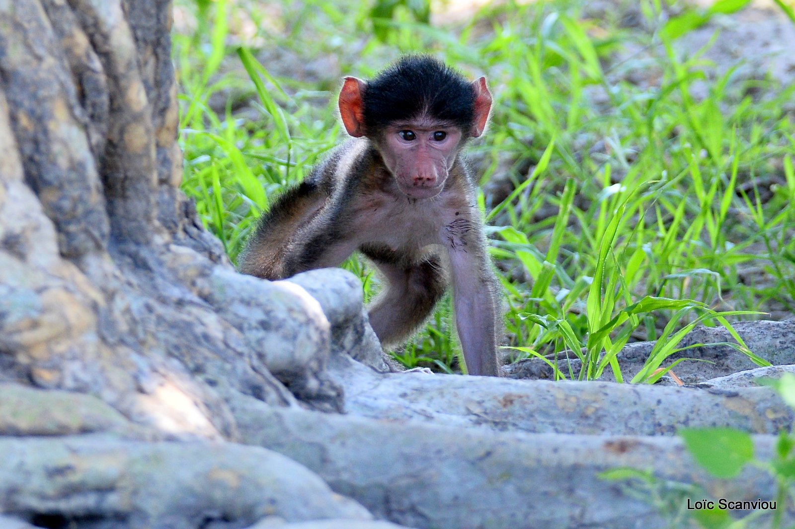 Babouin chacma/Chacma Baboon (8)