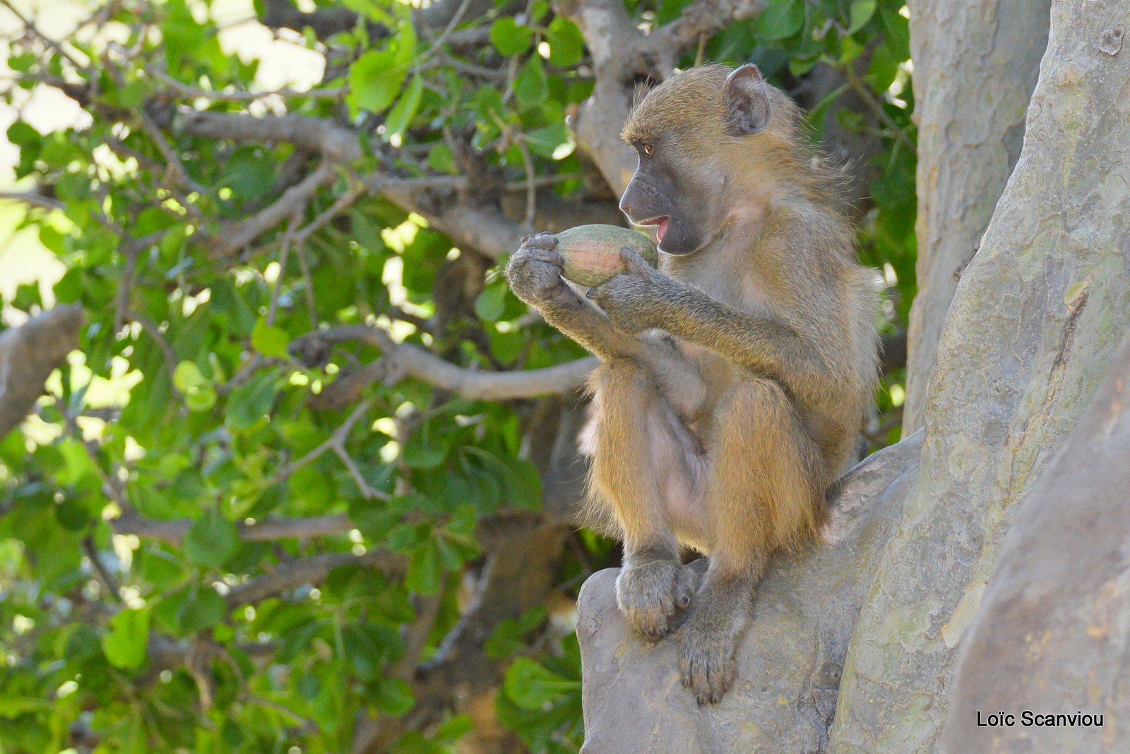 Babouin chacma/Chacma Baboon (9)