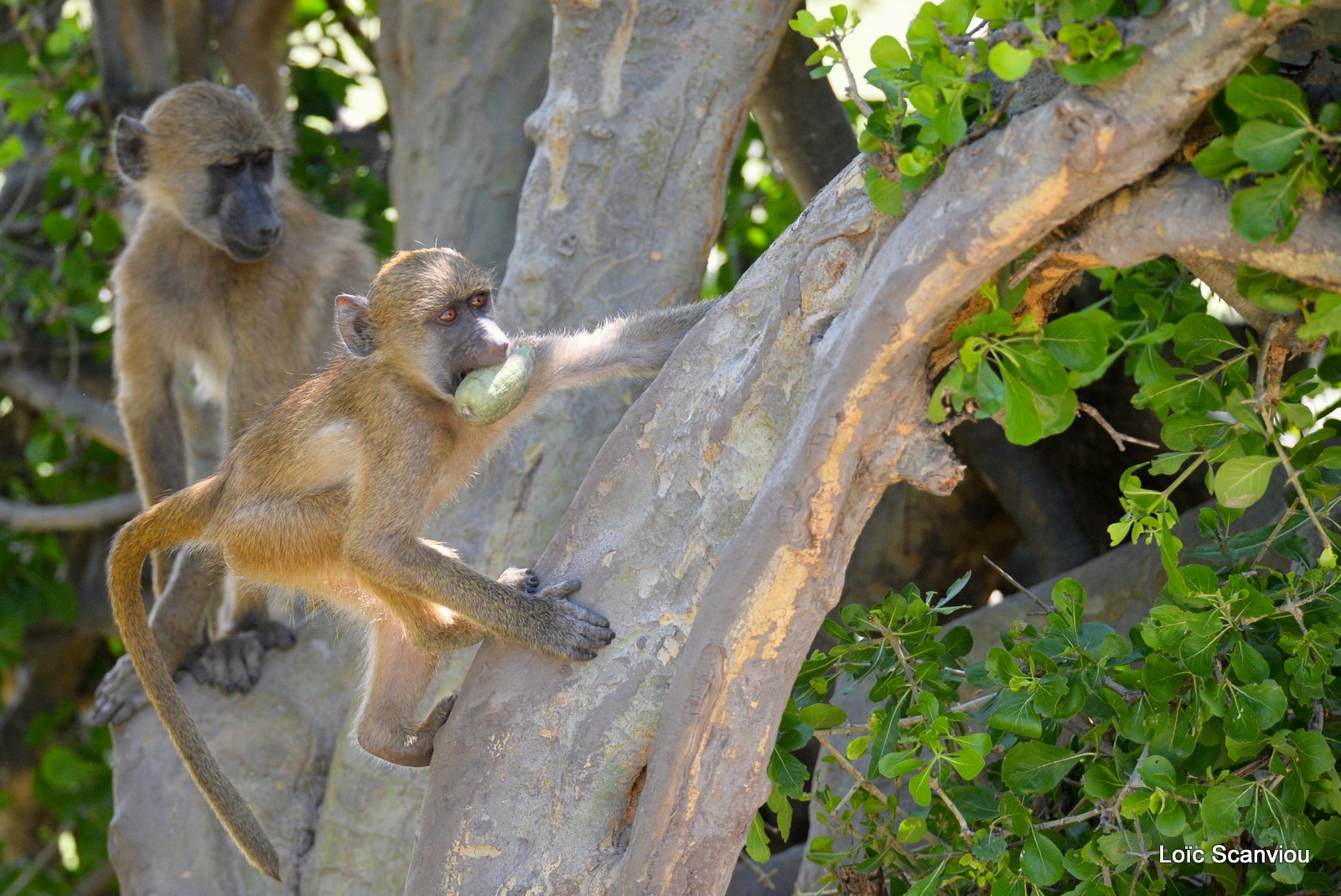 Babouin chacma/Chacma Baboon (10)