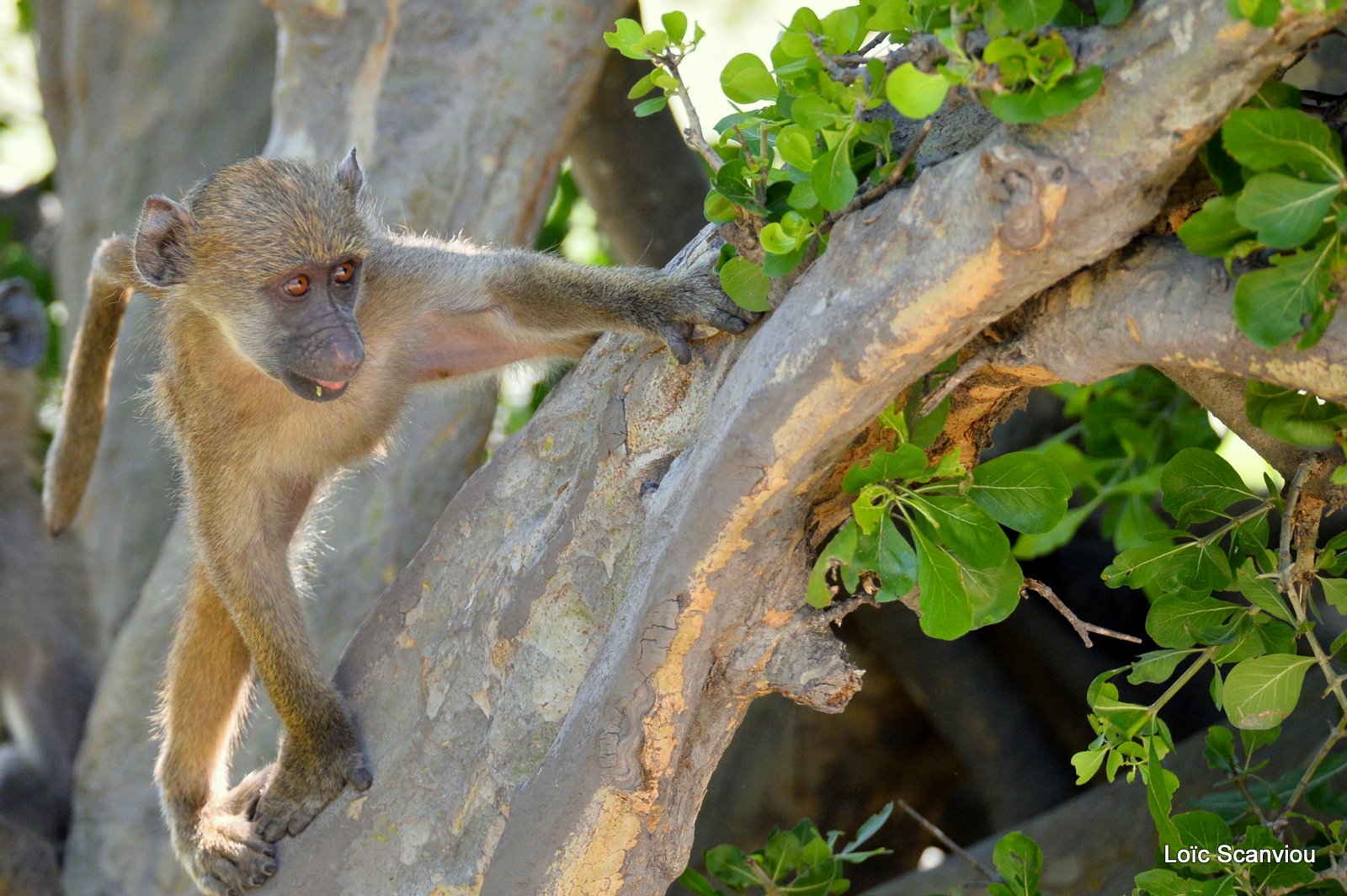 Babouin chacma/Chacma Baboon (11)