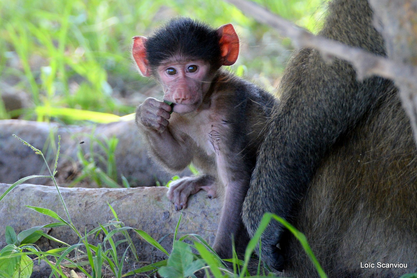 Babouin chacma/Chacma Baboon (12)