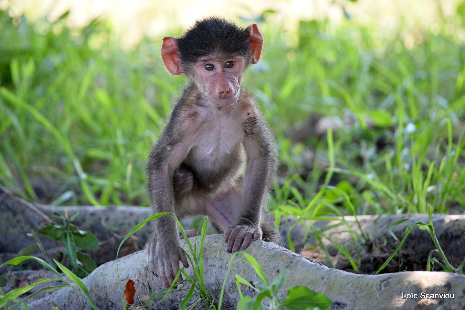 Babouin chacma/Chacma Baboon (14)