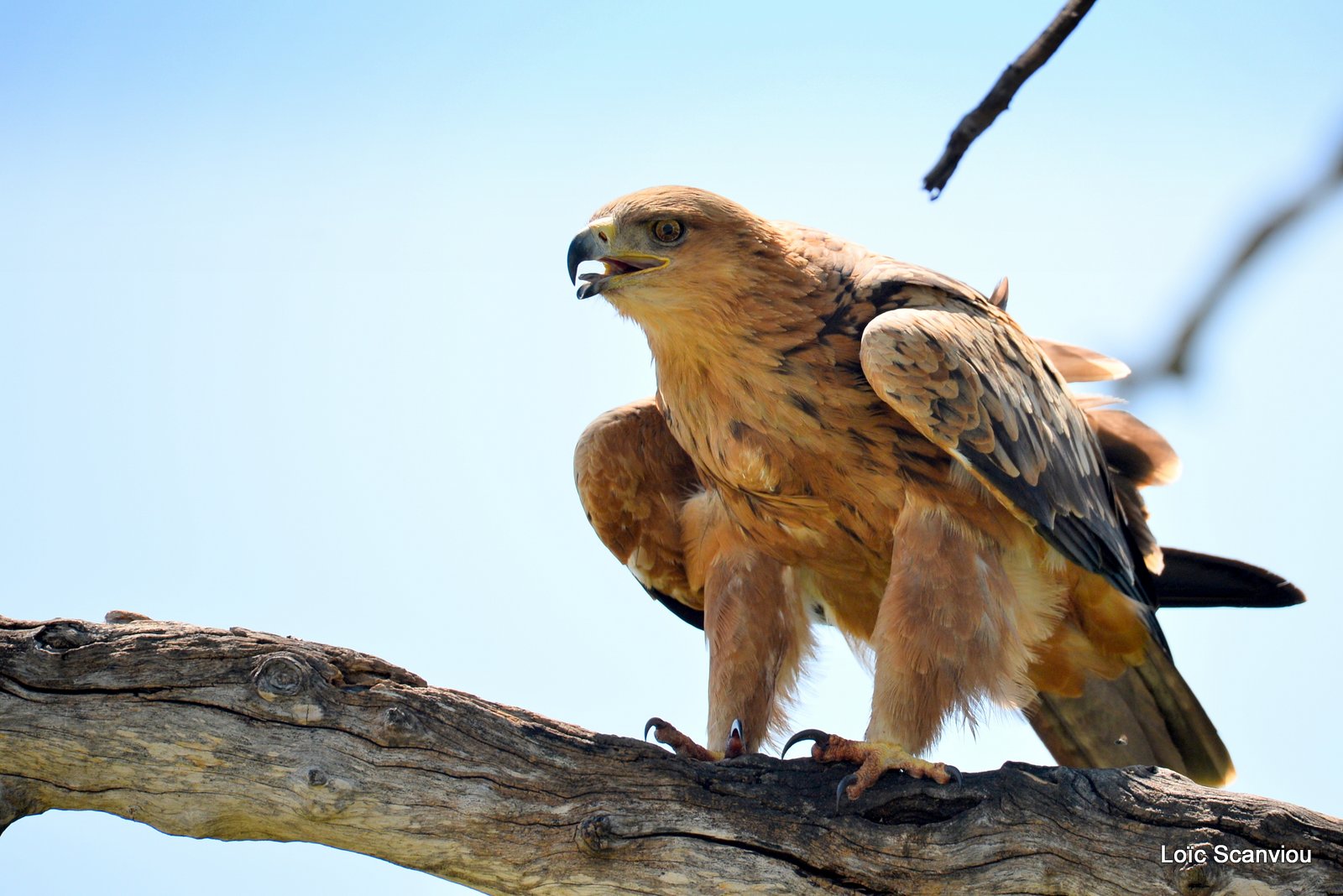 Aigle ravisseur/Tawny Eagle (1)