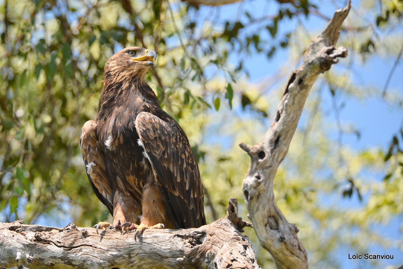 Aigle ravisseur juvénile/Juvenile Tawny Eagle (2)