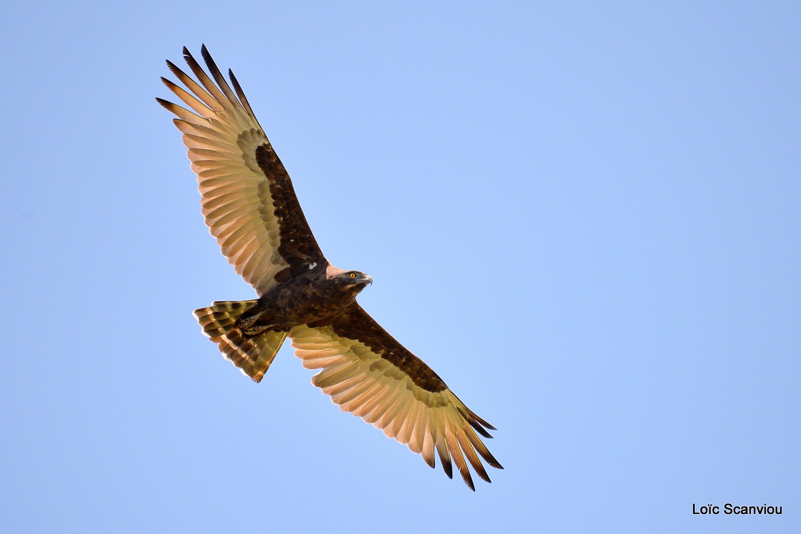 Aigle fascié/African Hawk-Eagle (1)