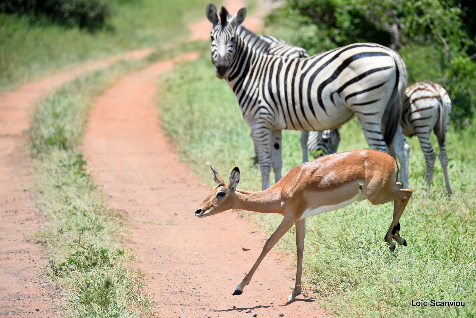 Impala et zèbre/Impala and Zebra (1)