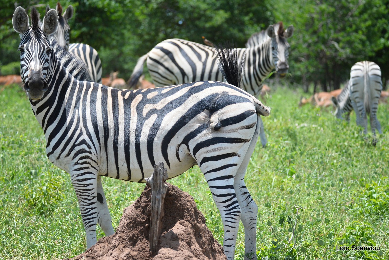 Chobe River Front 2020 (148)