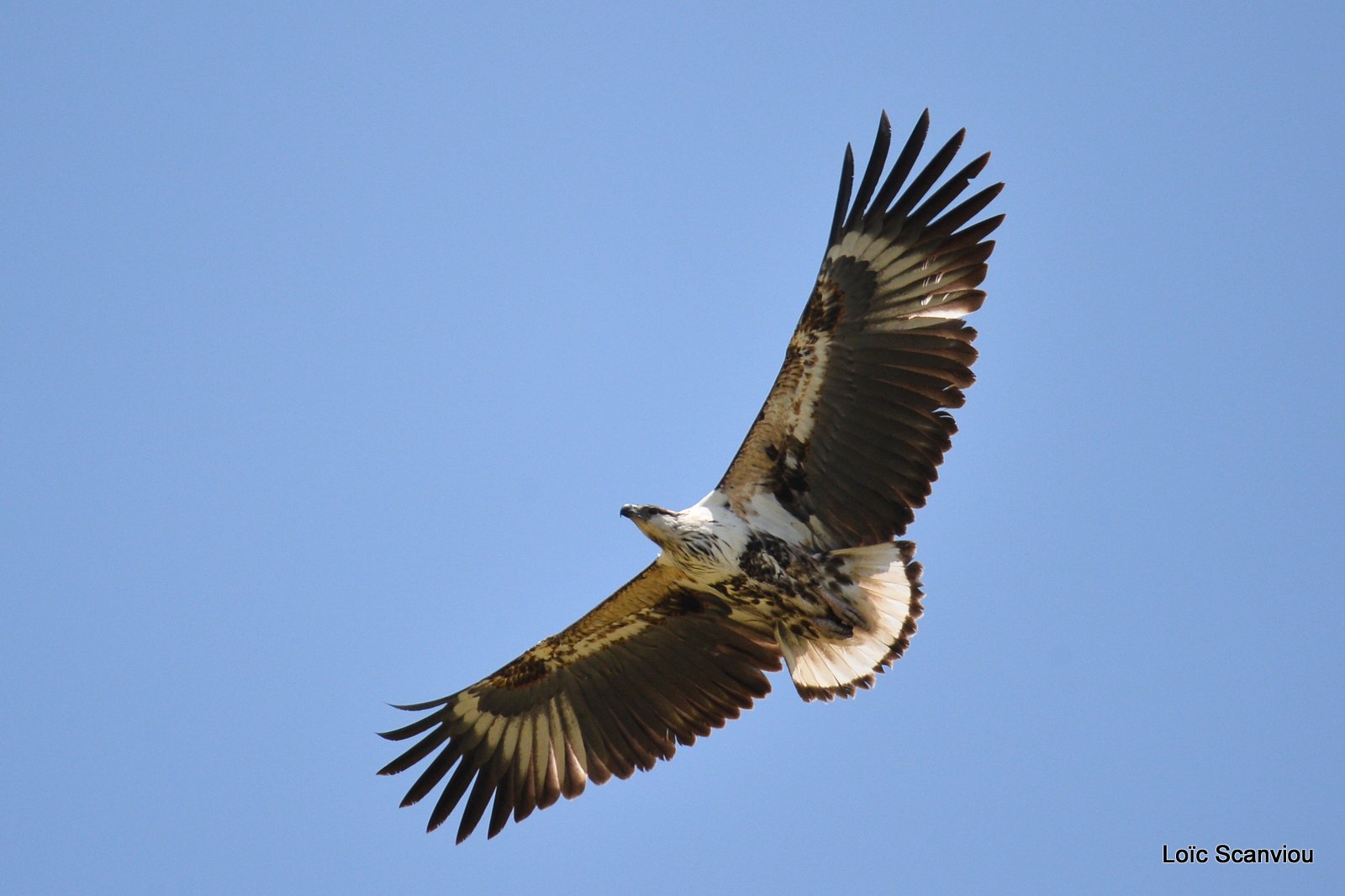 Pygargue vocifère juvénile/Juvenile African Fish Eagle (1)