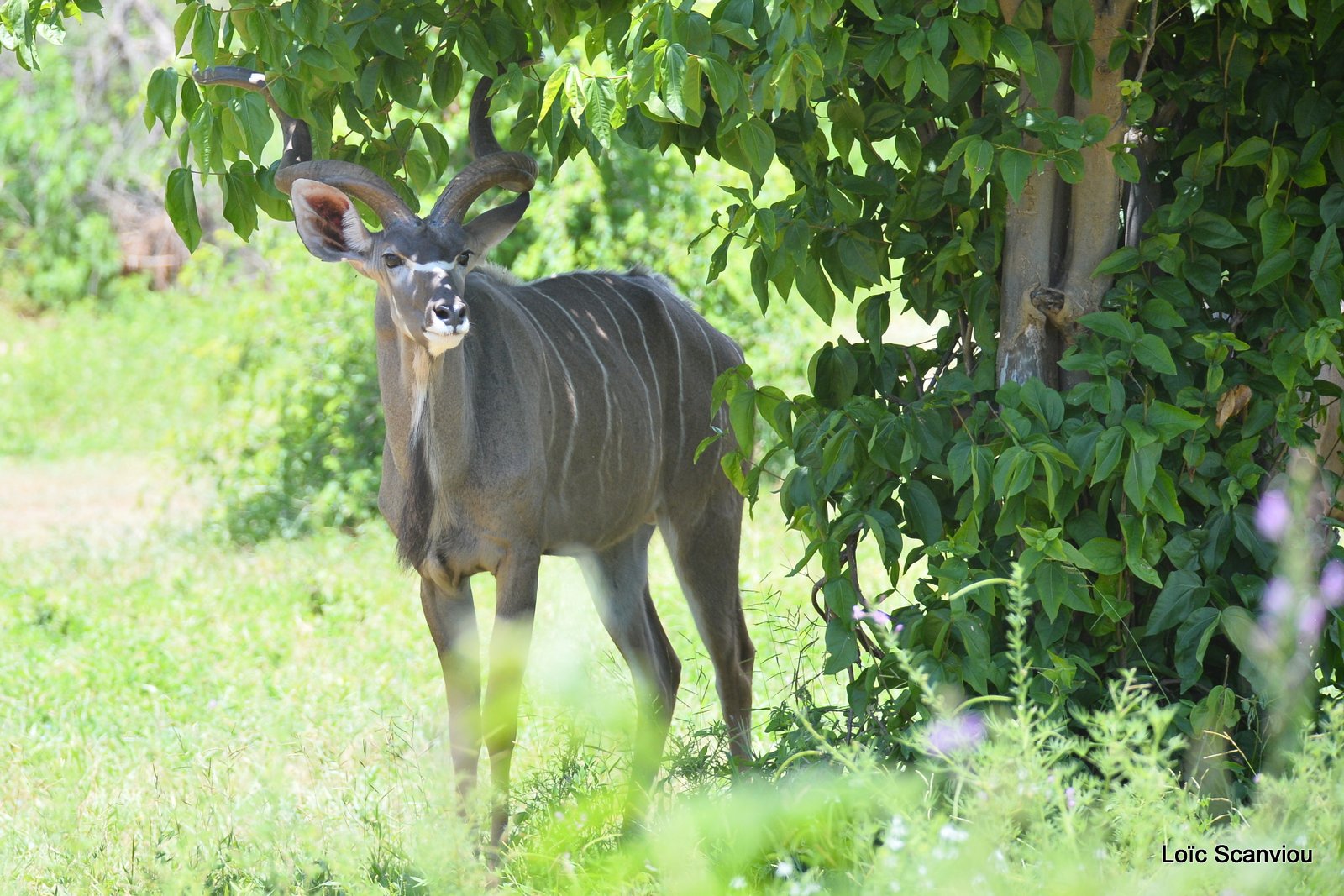 Grand koudou/Greater Kudu (8)