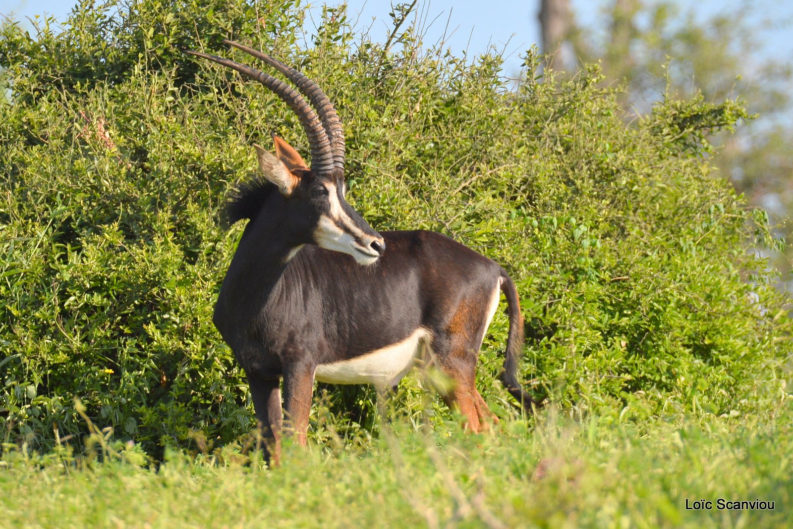 Hippotrague noir/Sable Antelope (2)