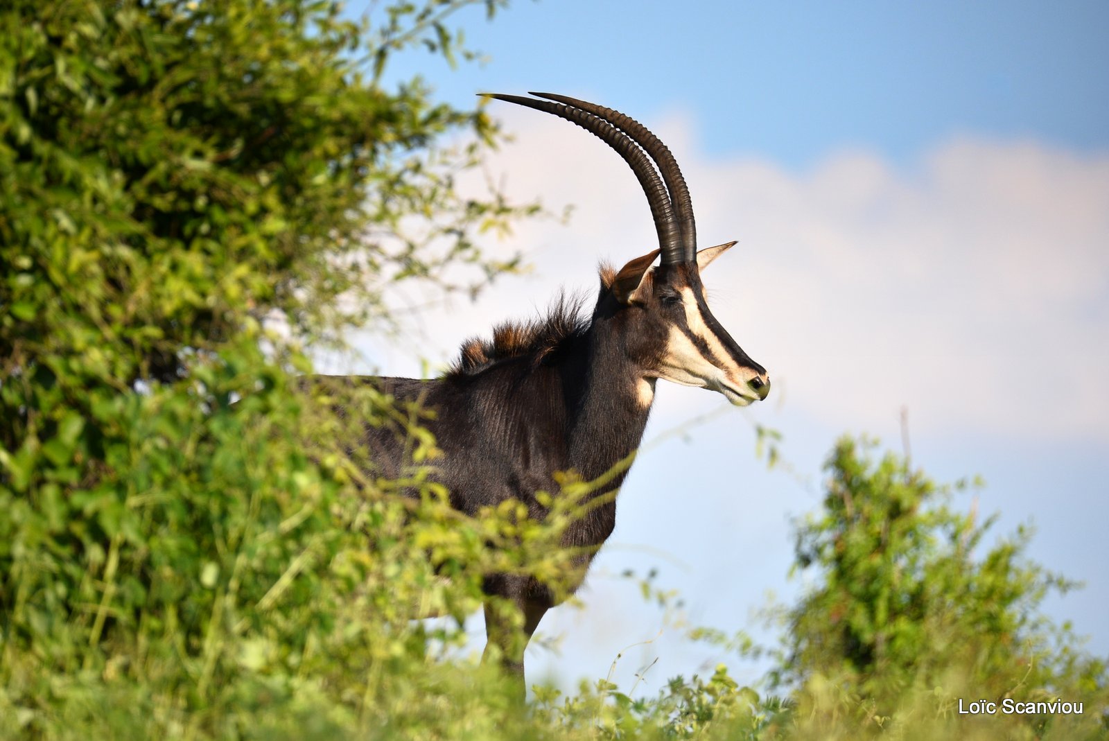 Hippotrague noir/Sable Antelope (3)
