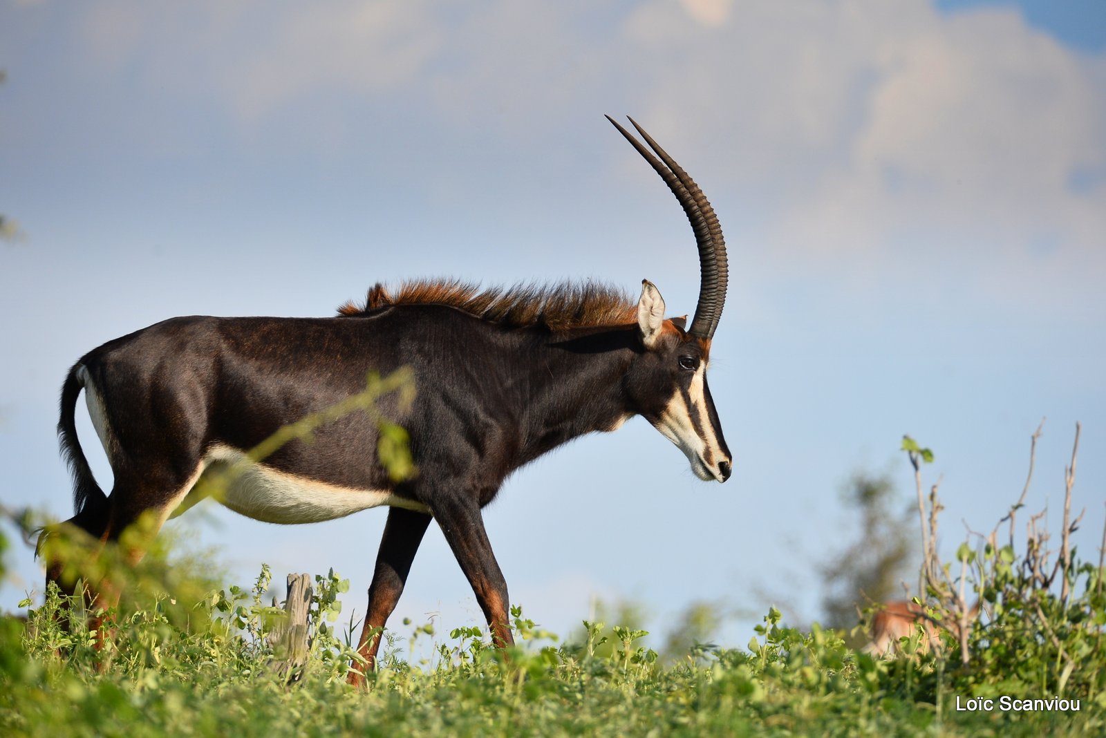 Hippotrague noir/Sable Antelope (4)